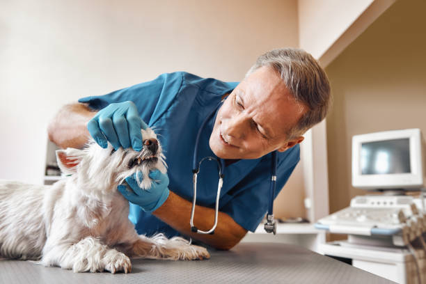 Best Emergency Dentist for Knocked-Out Tooth in Burt, MI